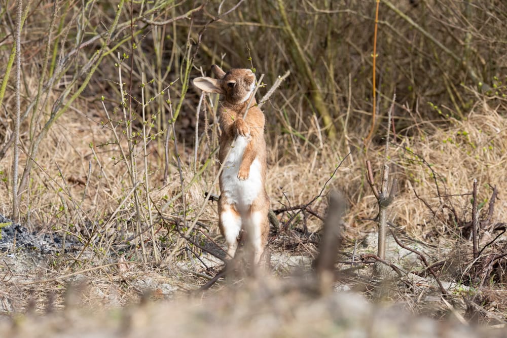 Wild Rabbit eating new tree shoots at Rottumerplaat the Netherlands