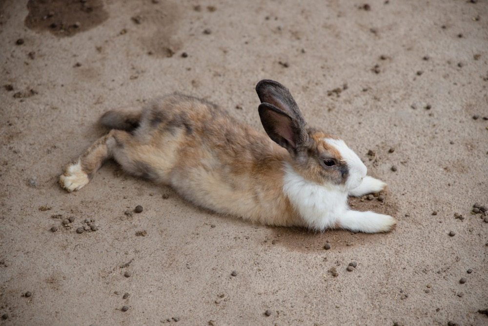 Rabbit - brown and white lying on the cement floor was filled with feces of rabbits 