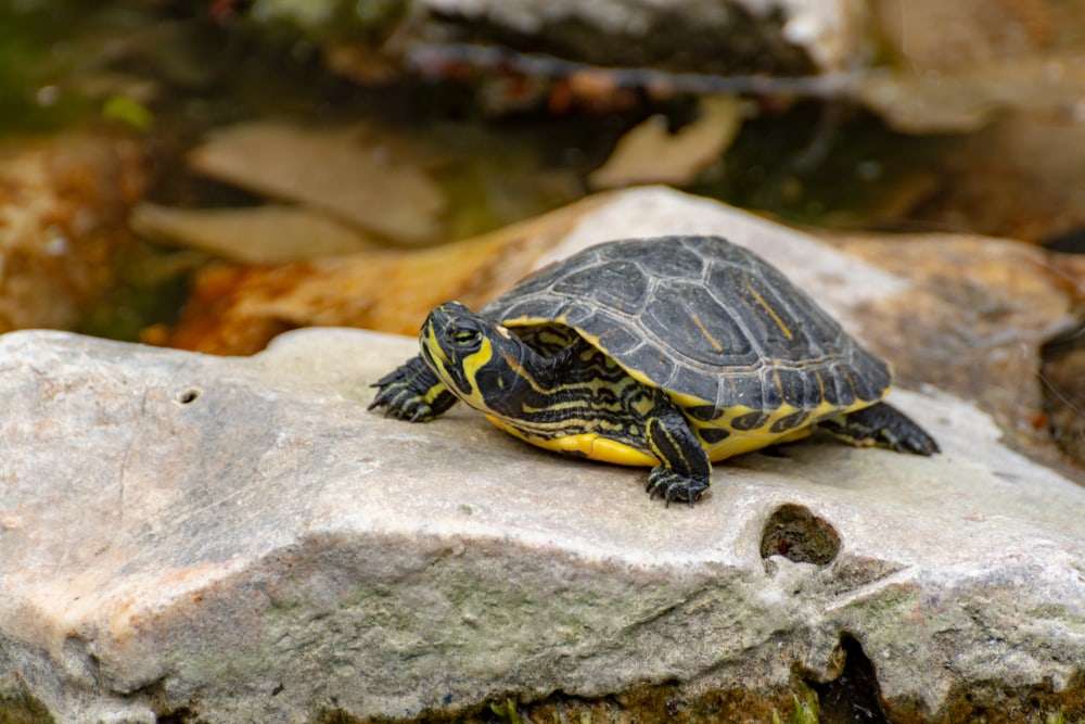 detailed image one of the turtles in Florida, the Yellow-bellied sliders, turtles, sunbathing in pond  showing its yellow belly