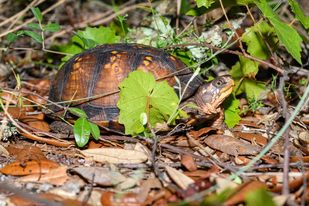 image of a gulf Coast box turtle - Terrapene carolina major - foraging in the forest