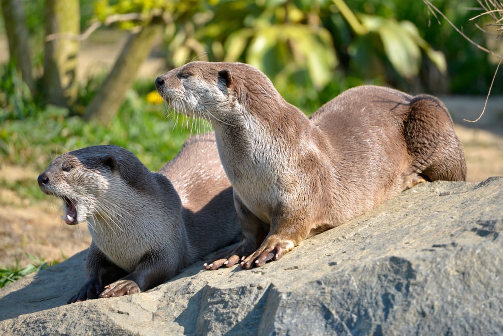 the largest types of otters in Asia, the Smooth-coated otters (Lutrogale perspicillata) types of otters lying on grass, one having a mouth opened