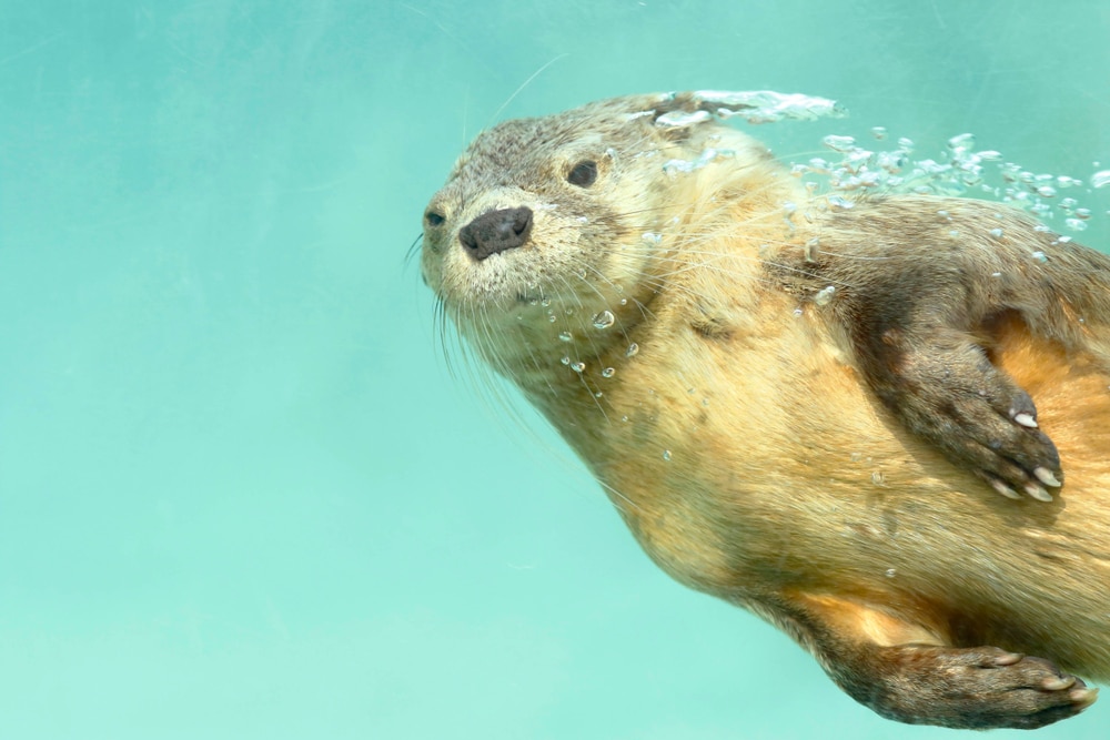 Marine otter (Lontra felina) underwater photography taken in captivity. Lima - Peru