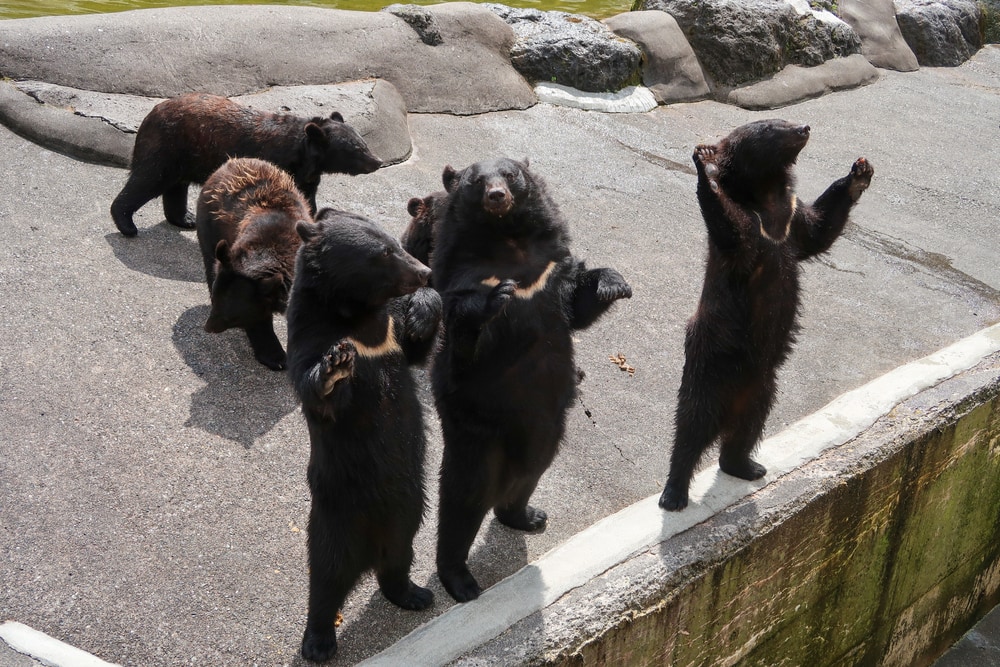 one of the Bears in Japan, the Asiatic black bear at bear farm in Gifu prefecture, Japan standing on hind legs