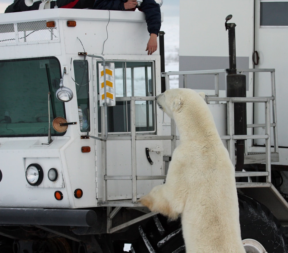 A polar bear looking into to a truck 