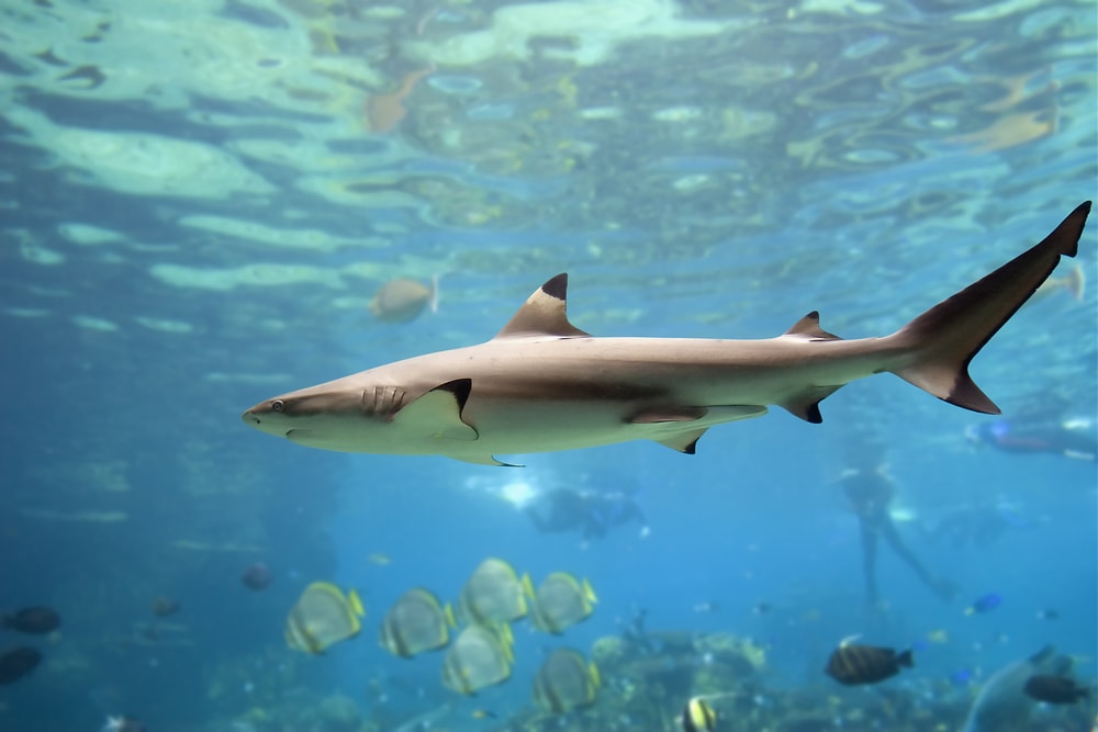 Blacktip Reef Shark (Carcharhinus melanopterus) swimming over the reef,  with divers in background.
