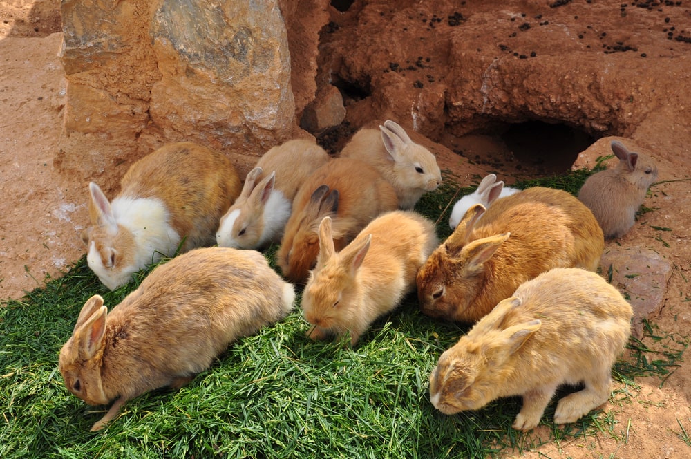 rabbits getting out of their burrow to eat grass