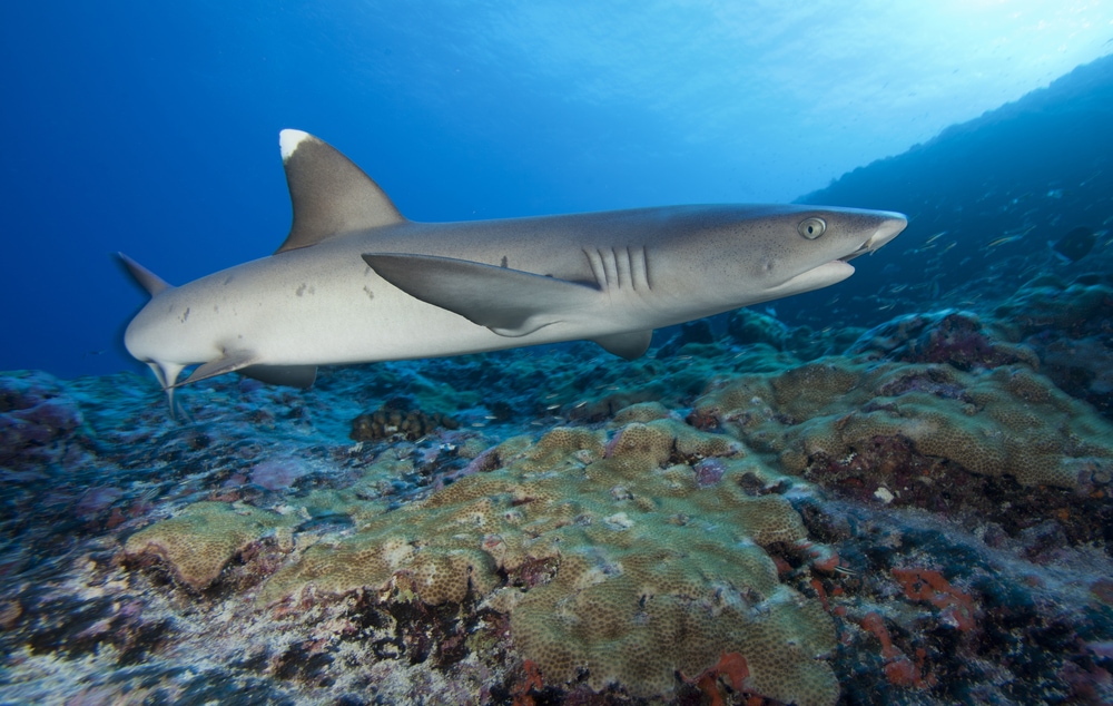 a whitetip shark swimming close to the coral reefs
