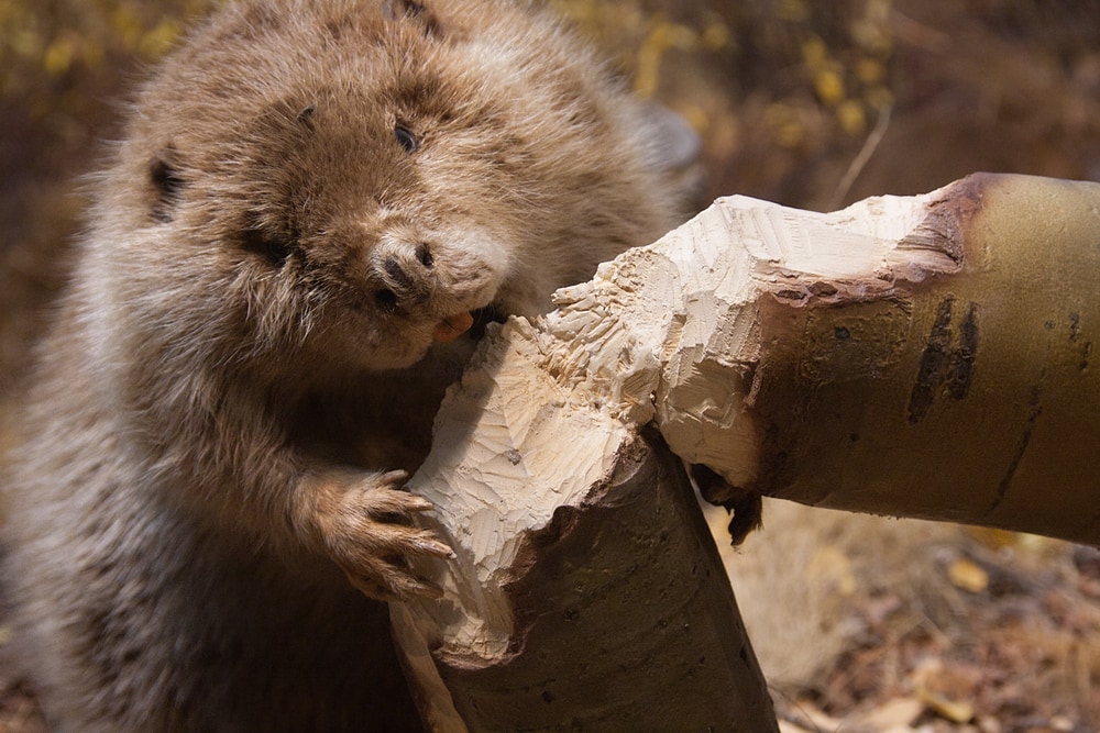 beaver biting a tree log, they are considered keystone species because they take down old trees allowing younger trees to grow