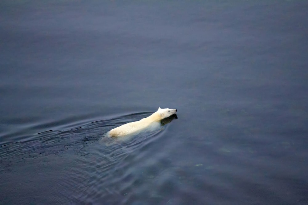 image of a polar bear swimming to find food
