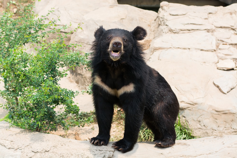 image of a one of the bears in Japan, a young Ursus thibetanus japonicus or Asiatic black bear