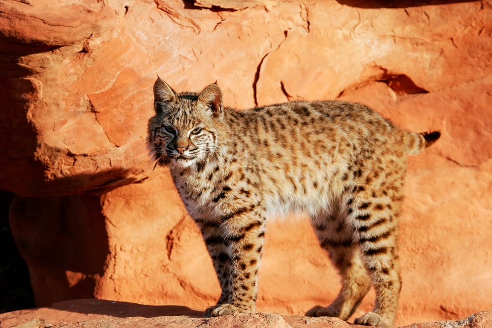 image of a bobcat (lynx rufus) also known as red lynx standing on a rock during a hot day