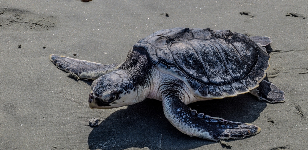 a Kemp’s Ridley (Lepidochelys kempii) on sand being released back to the ocean