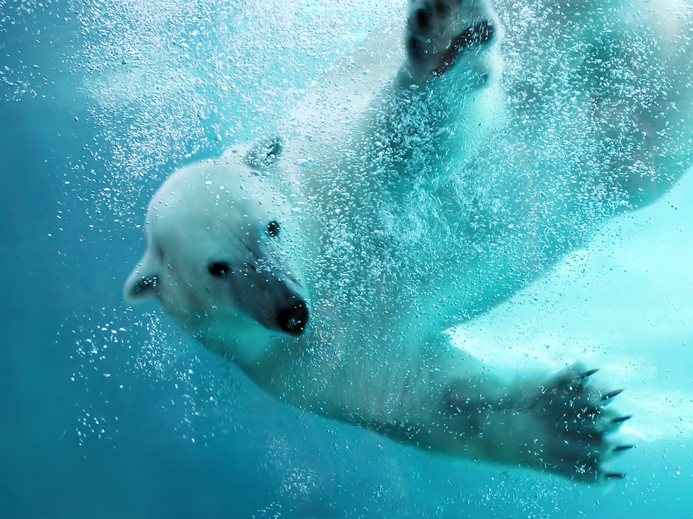 a polar bear captured underwater with its claws opened