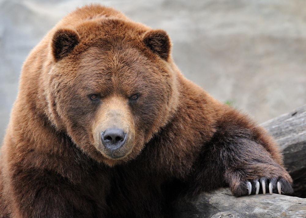 portrait photo of a grizzly bear  which is considered as a one of the keystone species examples