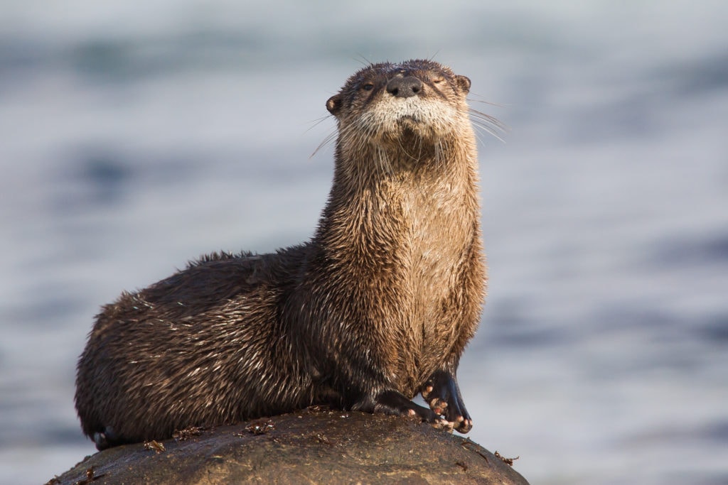 one of the types of otters in North Ameica, the North American River Otter or Lontra canadensis on a rock in Qualicum Beach, British Columbia, Canada