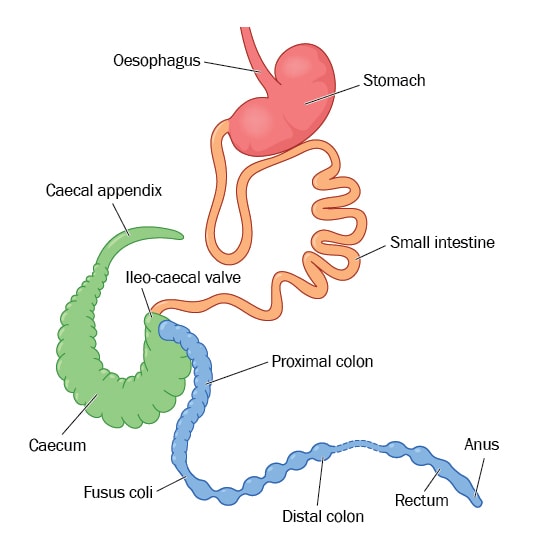 image of a rabbit's digestive system