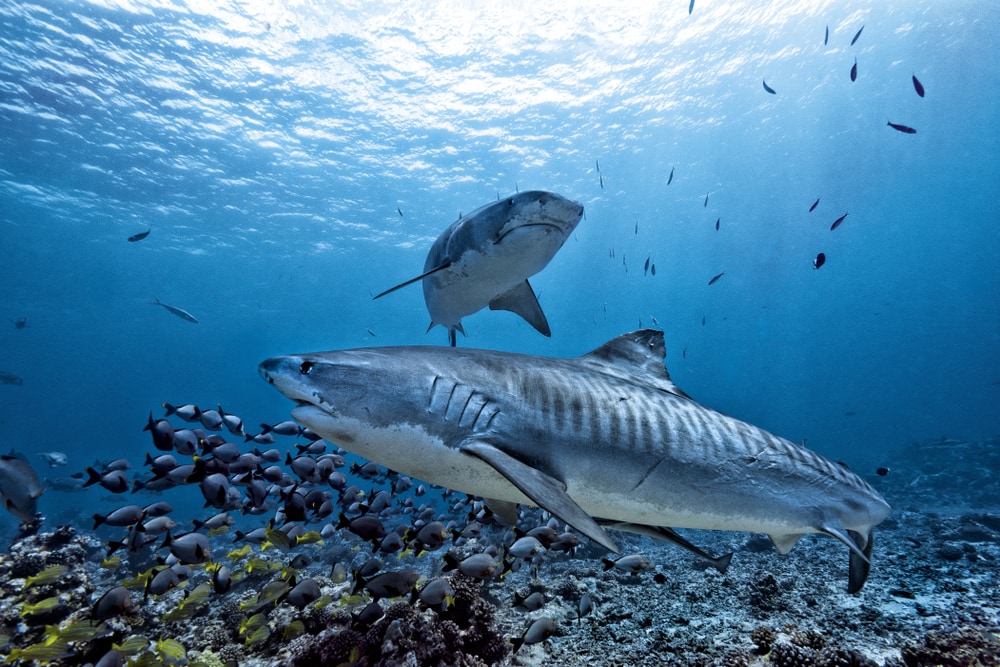 one of the sharks in Maui, the tiger sharks captured underwater