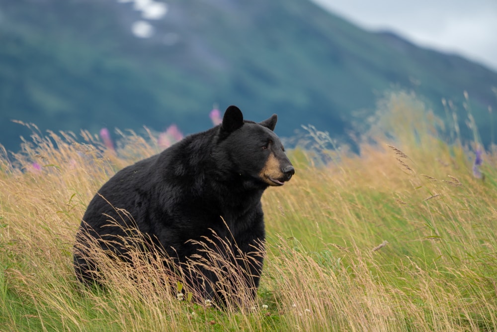 Bear in the middle of wheat field
