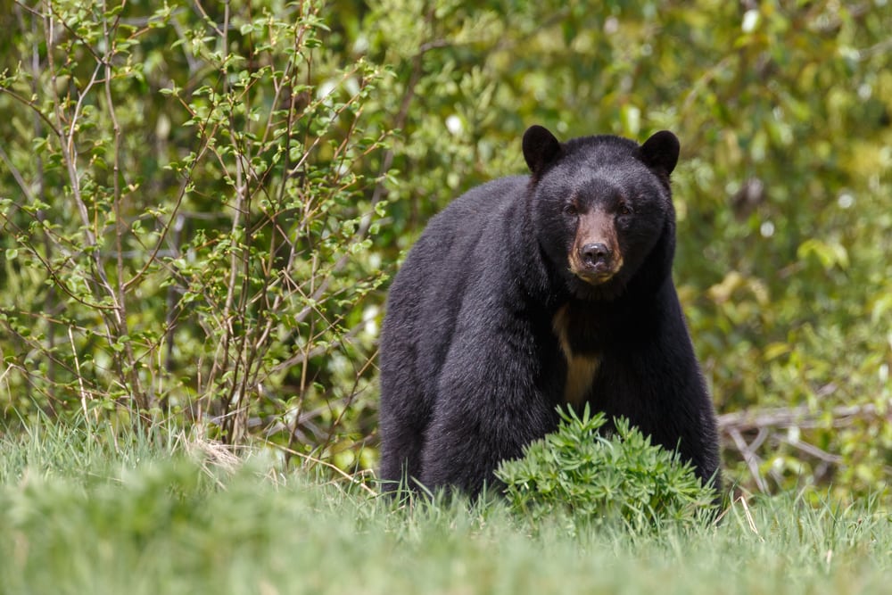 Black bear looking angry at the camera