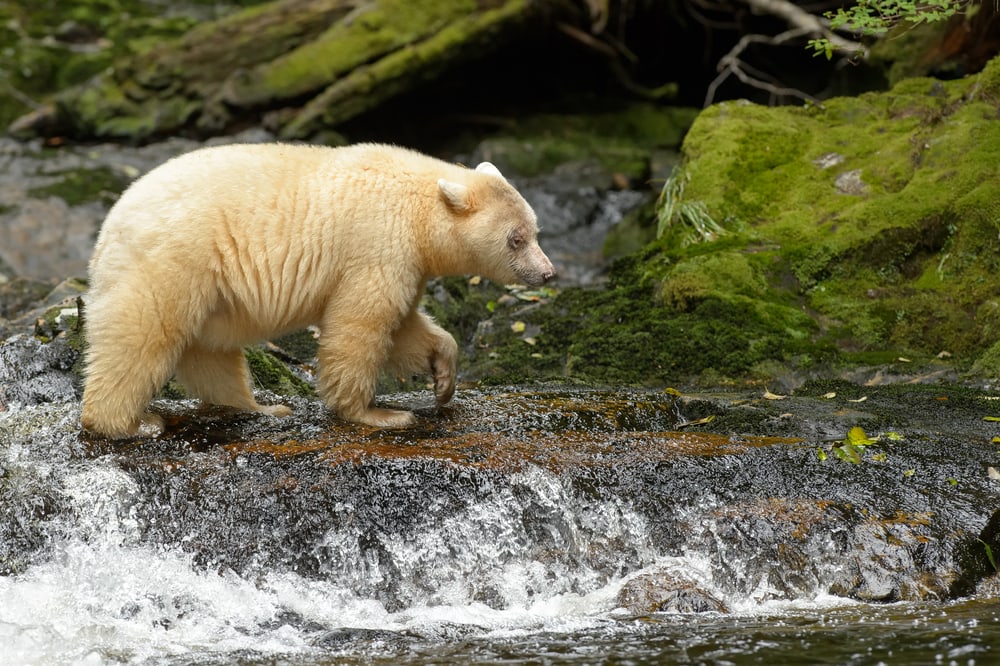 White bear walking pass the river