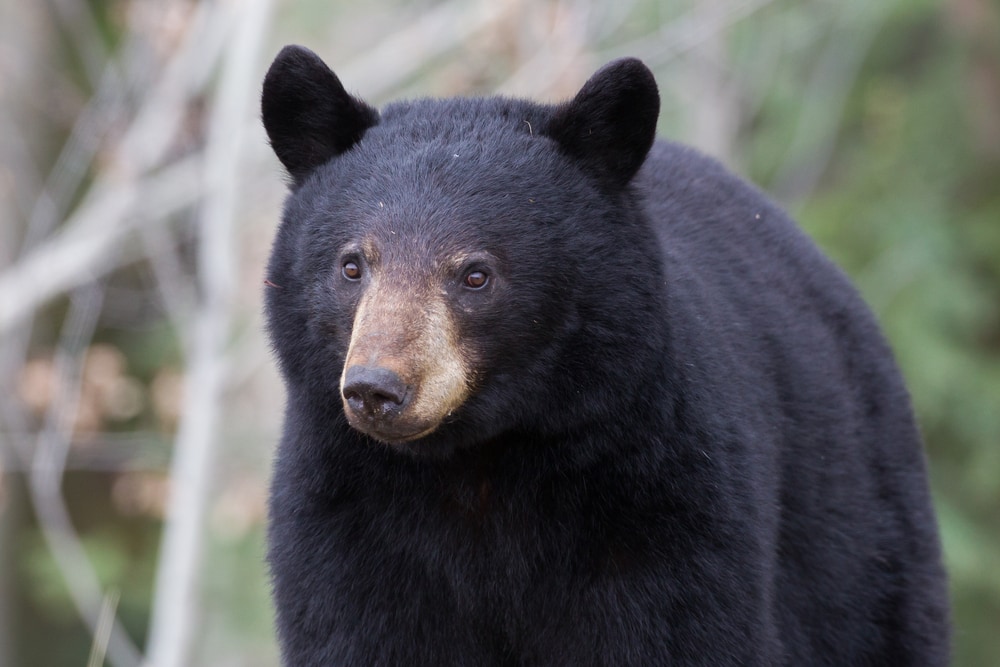 Black bear looking on its prey