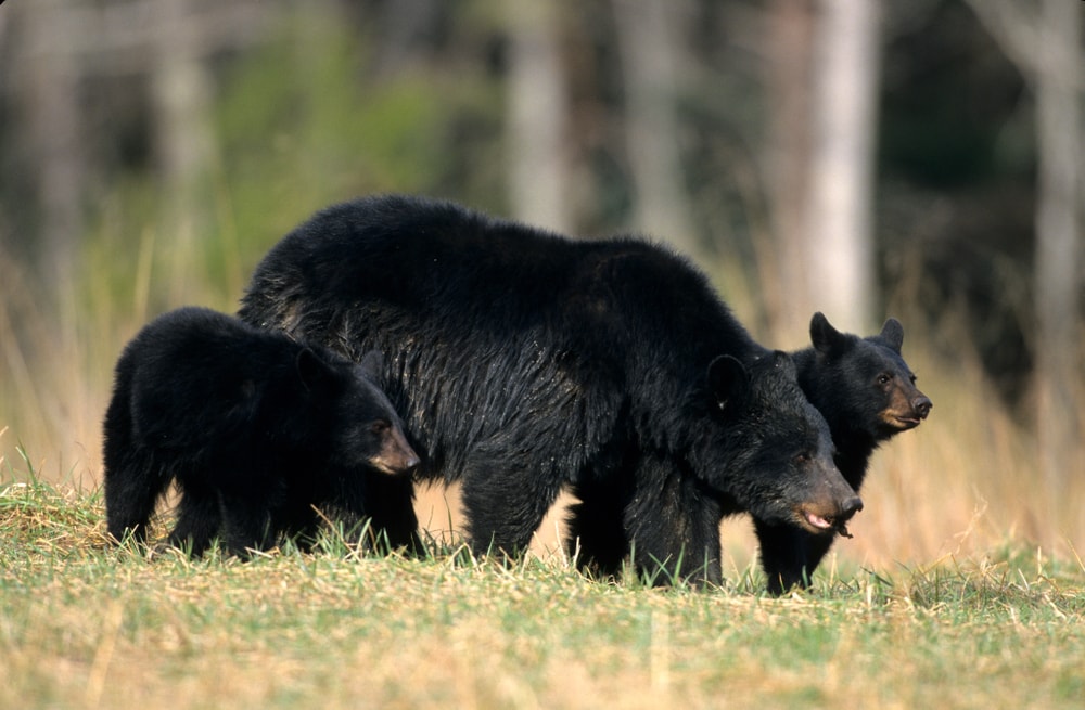 Family of Black Bear eating some grass