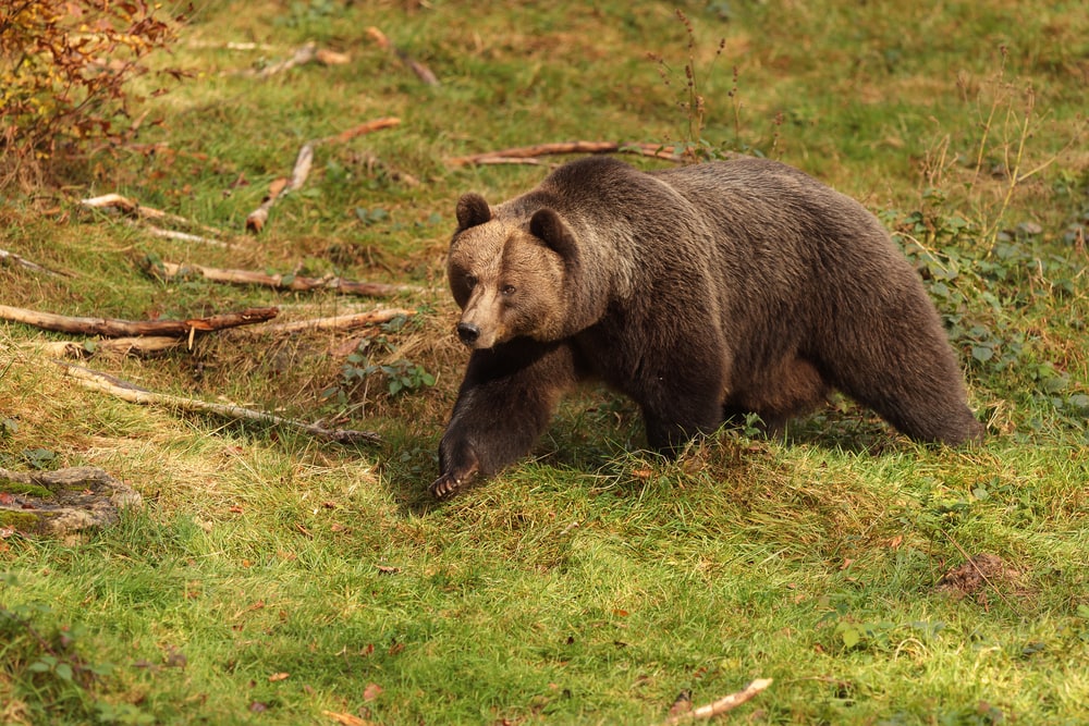 Black bear walking on field