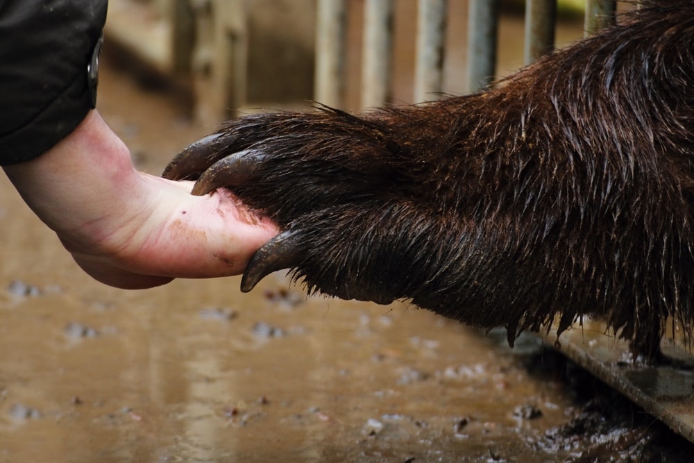 Bear touching a human hand