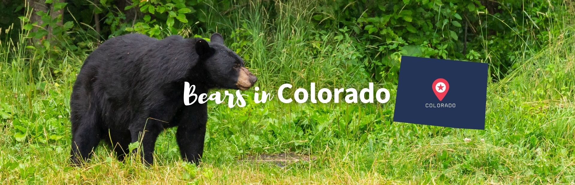 Bears in Colorado featured image