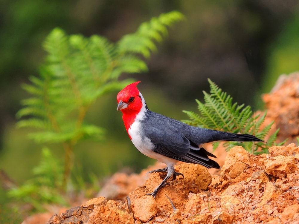 Red-crested Cardinal (Paroaria coronata) of Hawaii