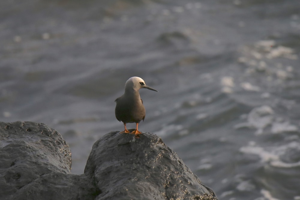 Hawaiian noddy (Anous minutus) of Hawaii