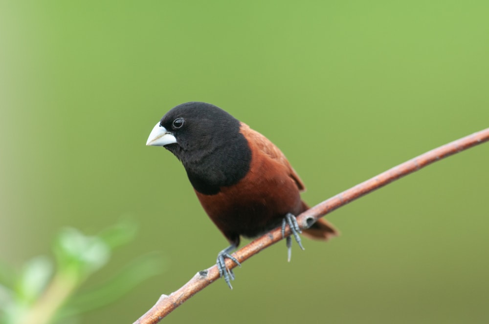 Chestnut Munia (Lonchura atricapilla) of Hawaii