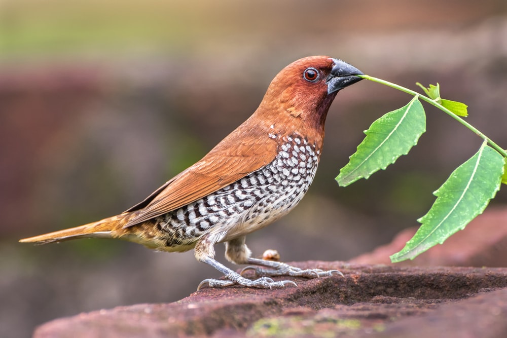 Scaly-breasted munia (Lonchura punctulata) of Hawaii
