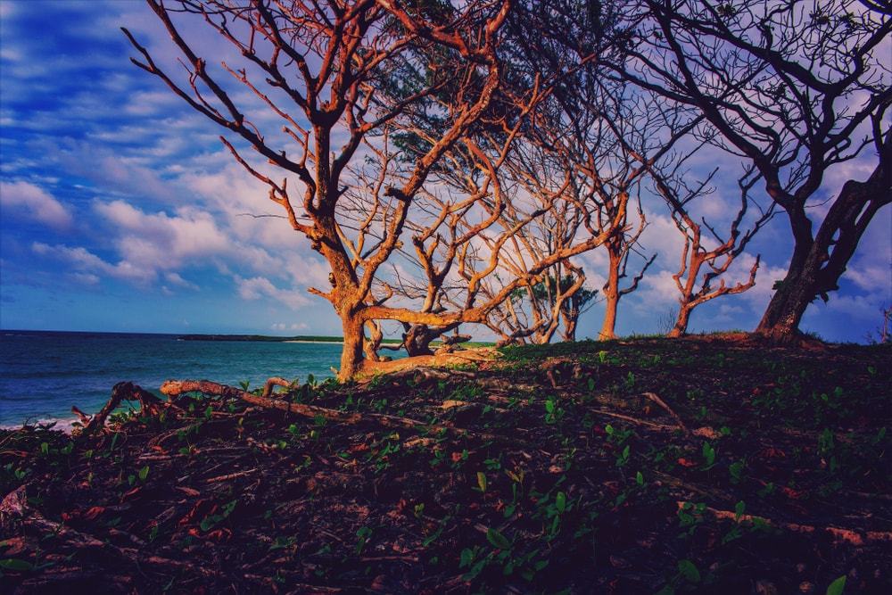 Deforestation in the islands of Hawaii