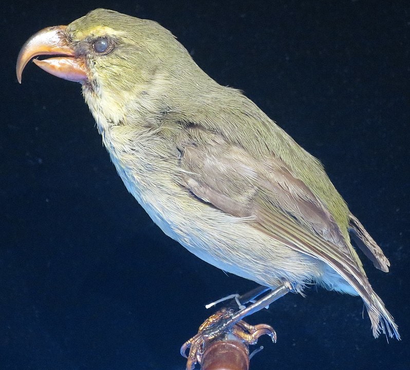 Maui parrotbill (Pseudonestor xanthophrys), rarest bird of Hawaii
