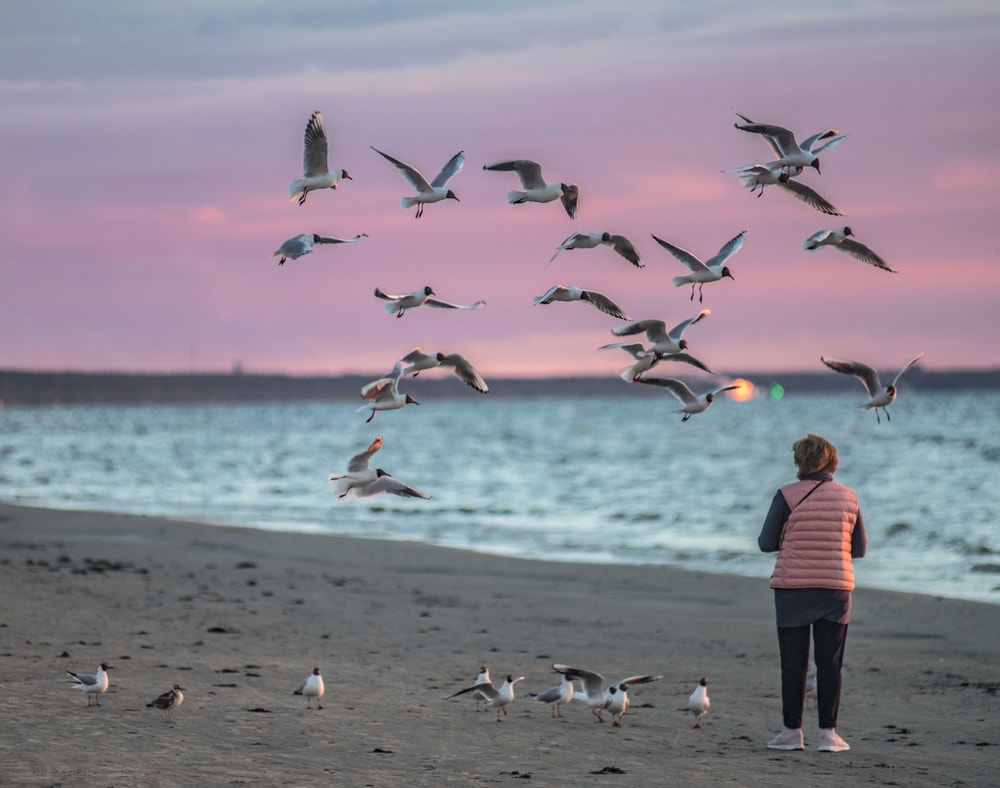 Woman feeding the birds in Hawaii beaches
