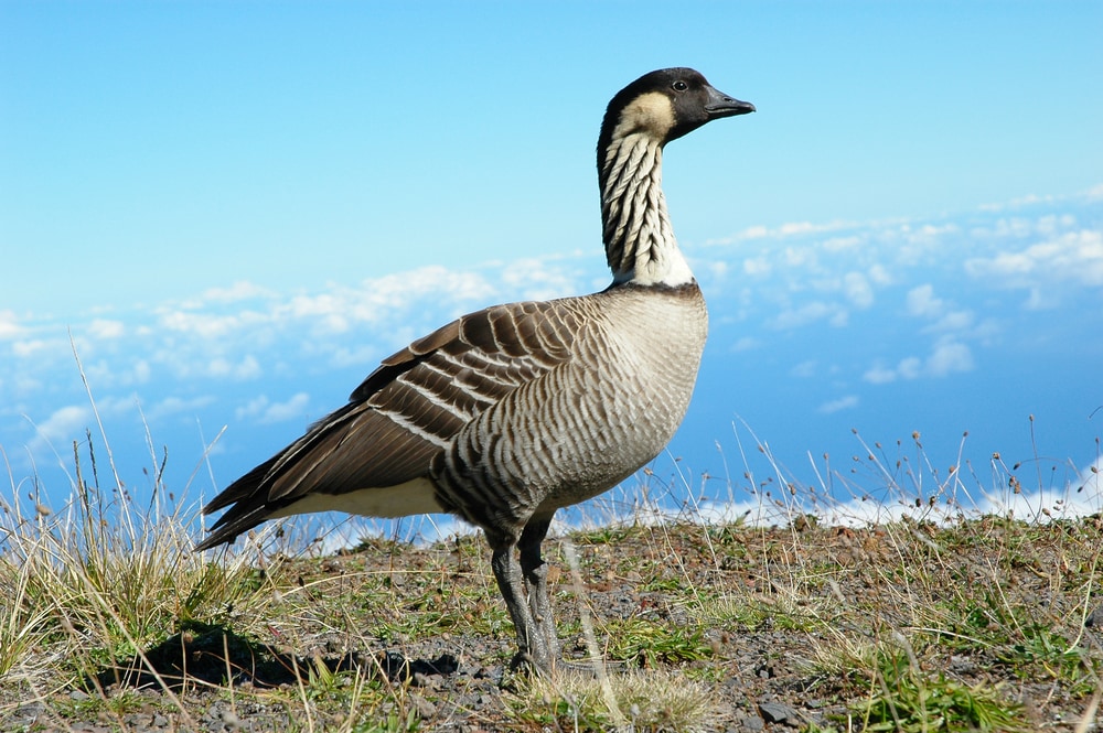 Nene (Branta sandvicensis) of Hawaii