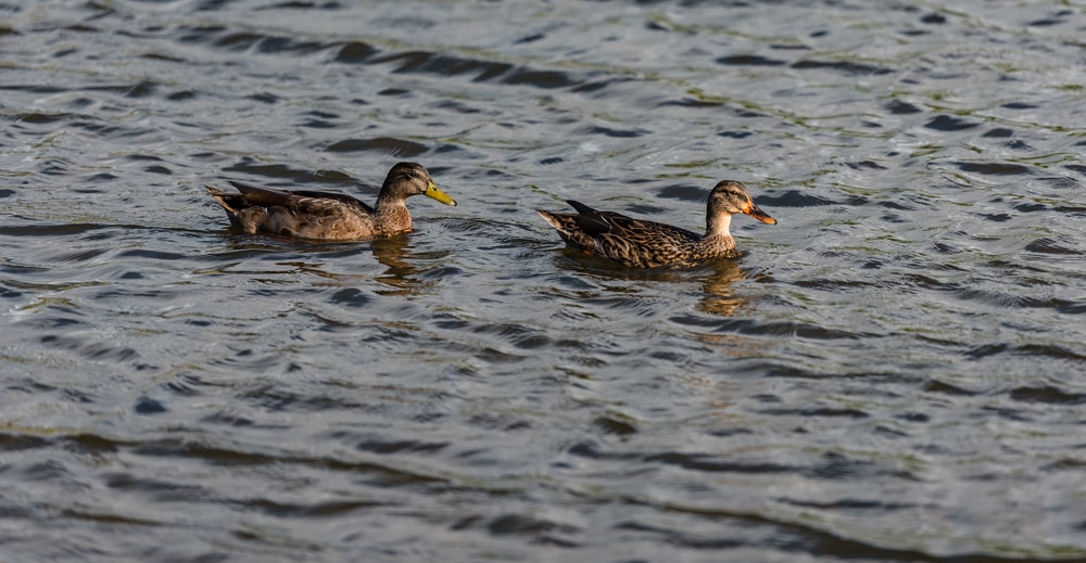 Koloa Maoli (Anaz wyvilliana) of Hawaii