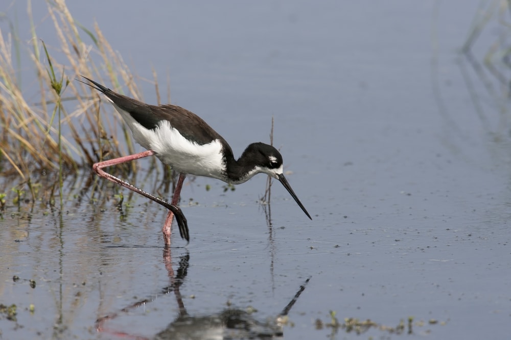Ae’o (Himantopus mexicanus knudseni) of Hawaii