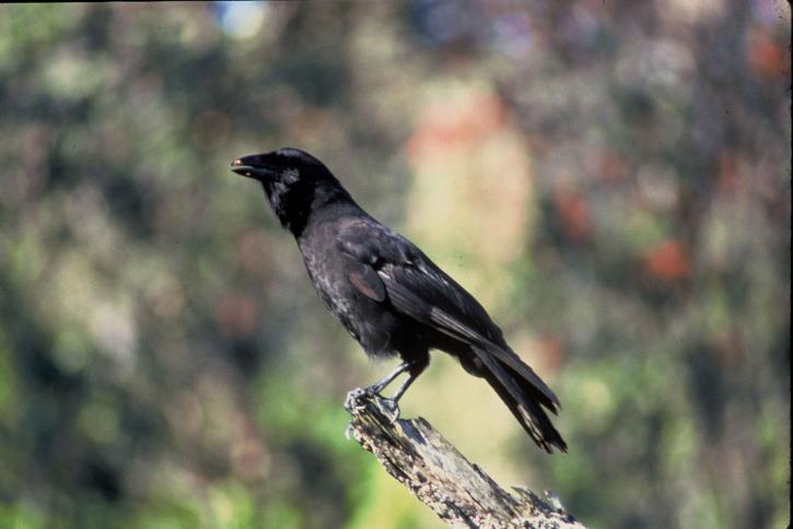 ‘Alala (Corvus hawaiiensis) of Hawaii