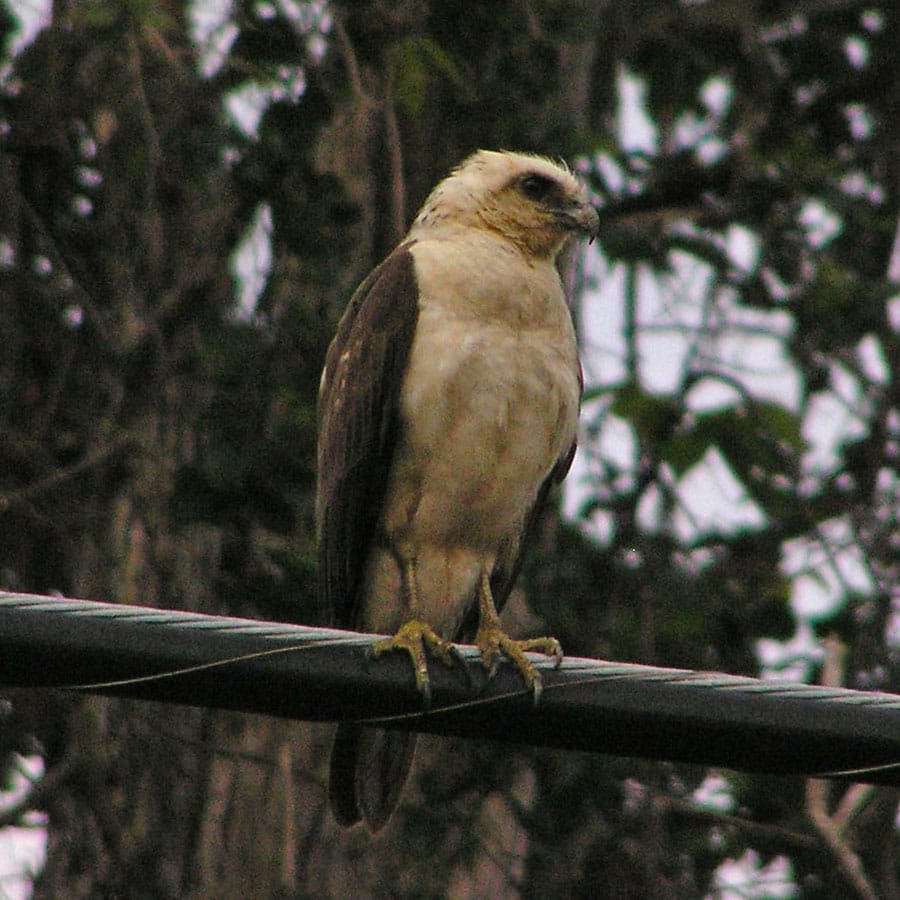 'Io (Buteo solitarius) of Hawaii