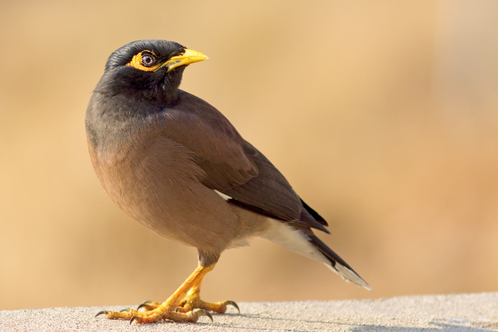 Common Myna (Acridotheres tristis) of Hawaii