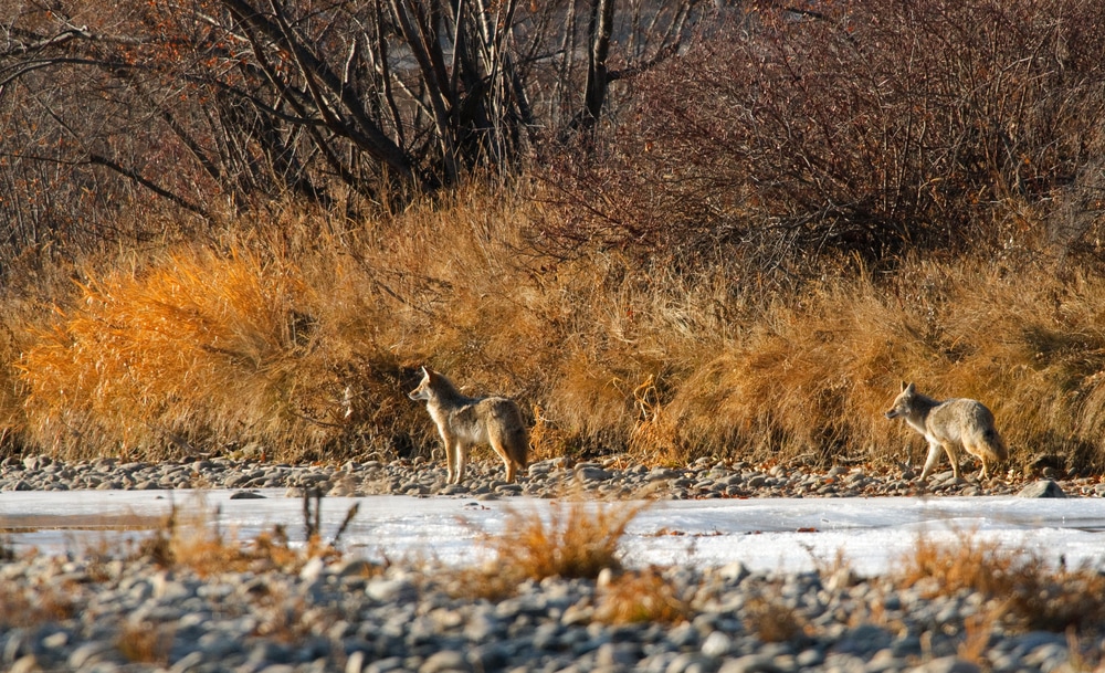 Two coyotes roaming around the forest