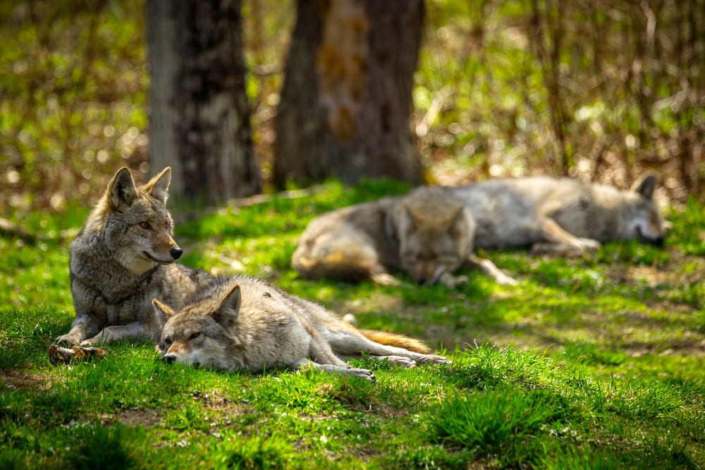 Pack of Coyotes sleeping on a grass