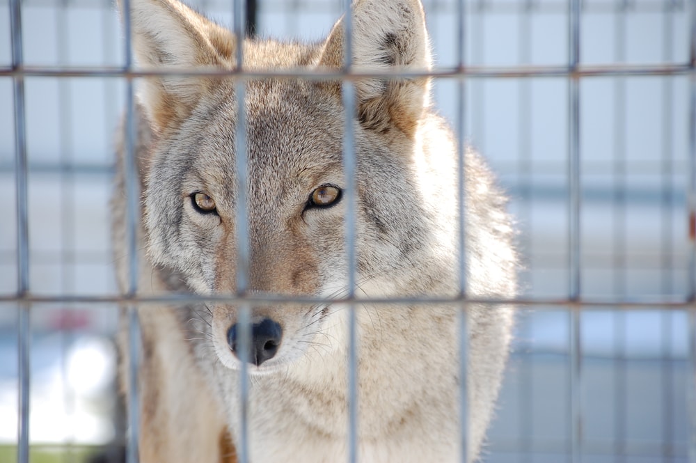 Coyote looking intently behind the fence
