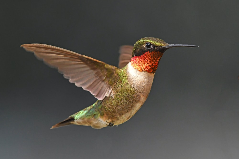 Close up shot of flying Ruby-Throated Hummingbird (Archilochus colubris)