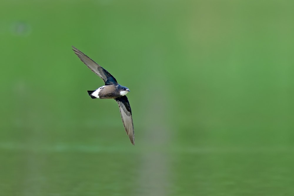 White-Throated Needletail (Hirundapus caudacutus) flying through the wind