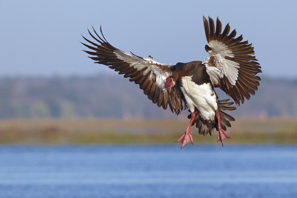 Spur Winged Goose (Plectropterus gambensis) jumping out of the water