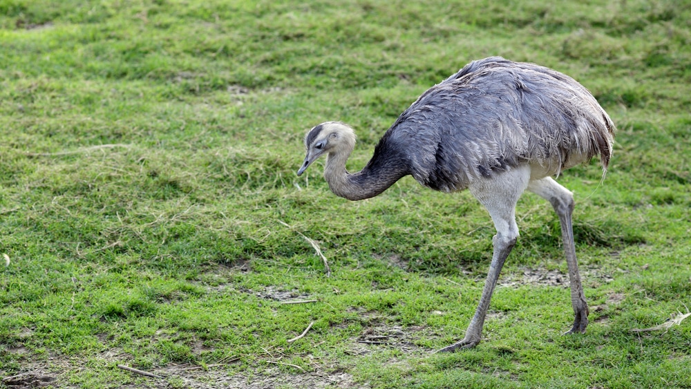Greater Rhea (Rhea americana) walking through the fields