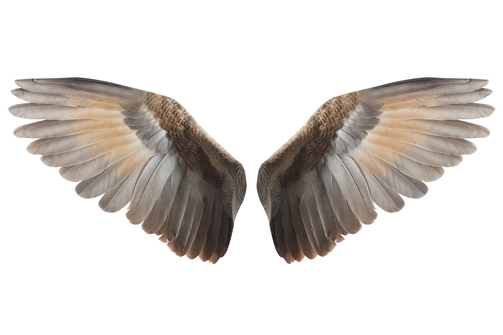 Isolated photo of bird wings on white background